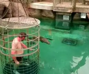 مستند حیات وحش؛ با قفس میره تو استخر کروکودیل به خیال اینکه نفهمه و بهش حمله ور میشه