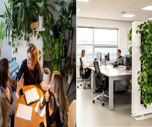 گیاهان مناسب برای محل کار / باید دنبال گیاهایی باشی که آبیاری منظم نمیخوان مثل اینا