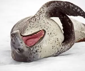 راز بقا؛ ژن پلنگ رو به فُک زدن ترکیب لیزی با قدرت اعجوبه ای شد