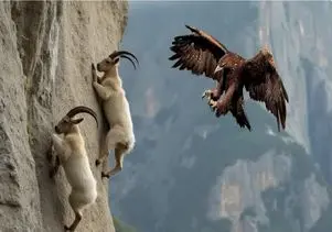 مستند حیات وحش؛ بز از زمینی ها فرار میکنه هوا گیر عقاب میافته