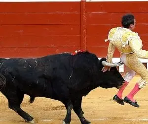 نبرد حیات وحش/ گاوبازی با گاوهایی که رحم ندارند/ مردم اسپانیاجونشونو گذاشتن کف دستشون