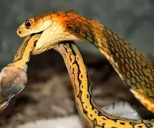 مستند حیات وحش؛ یک مار شاه، مار دیگری را می‌ خورد