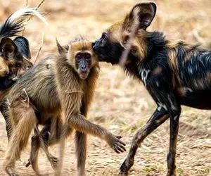 جذابیت حیات وحش / سگ وحشی این قاتل خاموش رکورددار شکار حیوانات در آفریقاست