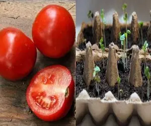 گوجه فرنگی‌ رو  با شانه تخم مرغ رشد بده/ یه راه ارزون و آسون واسه داشتن گوجه تازه 