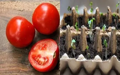 گوجه فرنگی‌ رو  با شانه تخم مرغ رشد بده/ یه راه ارزون و آسون واسه داشتن گوجه تازه 