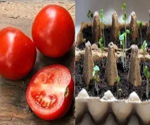 گوجه فرنگی‌ رو  با شانه تخم مرغ رشد بده/ یه راه ارزون و آسون واسه داشتن گوجه تازه 