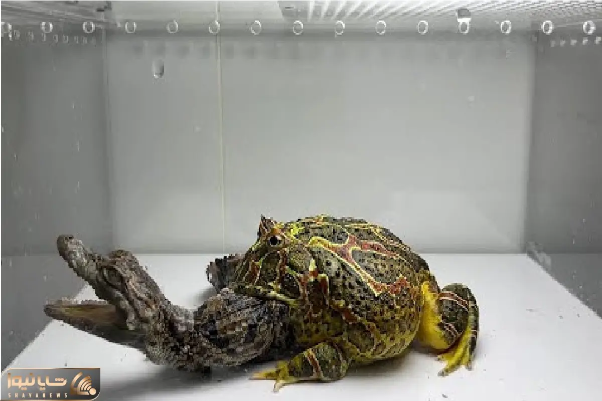 مستند حیات وحش؛ قورباغه لزج در حرکتی باورنکردنی بچه تمساح رو میبلعه