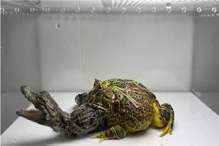 مستند حیات وحش؛ قورباغه لزج در حرکتی باورنکردنی بچه تمساح رو میبلعه