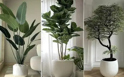 گیاهان آپارتمانی انتخابی ثروتمندان جهت ساخت دکوراسیون شیک/ دارای برگ های چرمی خوشرنگ 