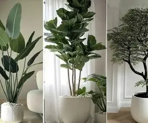 گیاهان آپارتمانی انتخابی ثروتمندان جهت ساخت دکوراسیون شیک/ دارای برگ های چرمی خوشرنگ 