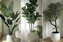 گیاهان آپارتمانی انتخابی ثروتمندان جهت ساخت دکوراسیون شیک/ دارای برگ های چرمی خوشرنگ 