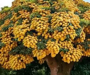 کشاورزی نوین؛ یه دونه برگ انبه از تو خیابون پیدا کرد تهش خمیردندون زد یه ماهه درخت شد