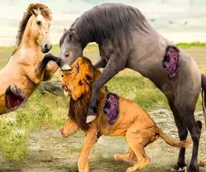 فجایع حیات وحش/اسب یورتمه کنان میره تا اسیر قلمرو خوفناک شیرها میشه