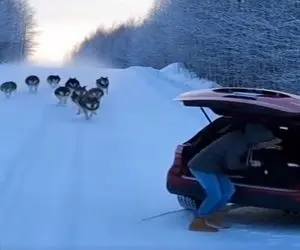 معماری طبیعت؛ خانومه شانس آوورد گرگ سوتی داد وگرنه الان لقمه چپ شده بود