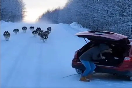 معماری طبیعت؛ خانومه شانس آوورد گرگ سوتی داد وگرنه الان لقمه چپ شده بود