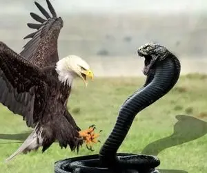 مستند حیات وحش؛ عقاب سفاک خنج میکشه به شکم مار از درونش ببلعه