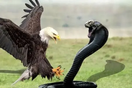 مستند حیات وحش؛ عقاب سفاک خنج میکشه به شکم مار از درونش ببلعه