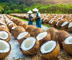 محصولات کشاورزی غول پیکر؛ با تکنولوژی مدرن و بروز نارگیل پرورش میدن اندازه هندوانه