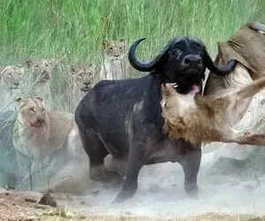 شاهکار حیات وحش؛ شیر با یه یورش خرخره بوفالو به دندون میکشه خون فواره میزنه