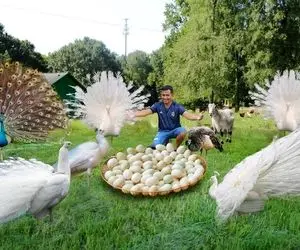 فراوری طاووس؛ این چینی های نسبتا احمق طاووس رو پرورش میدن خوشگل که شد گوشتش رو میخورن