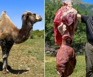 فراوری شتر؛ وقتی تو زیباترین صحرای جهان یک شتر رو می پزن و همه چیش رو می خورن