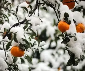 وضعیت هوای فردا ۲۷ دی چگونه است؟