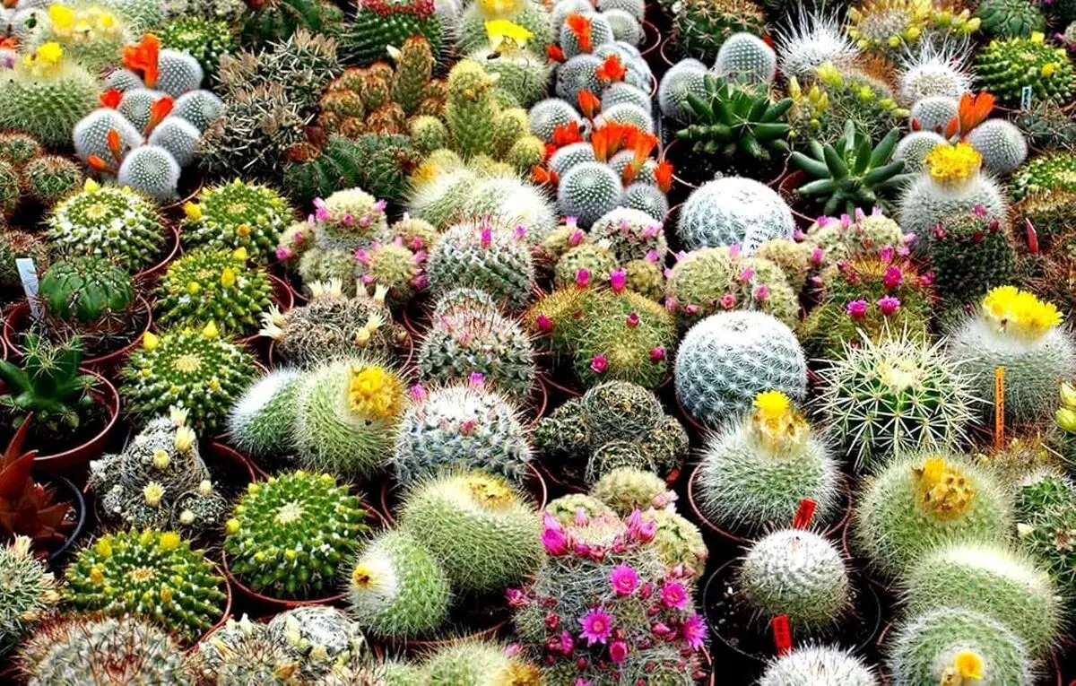 Cactaceae-2