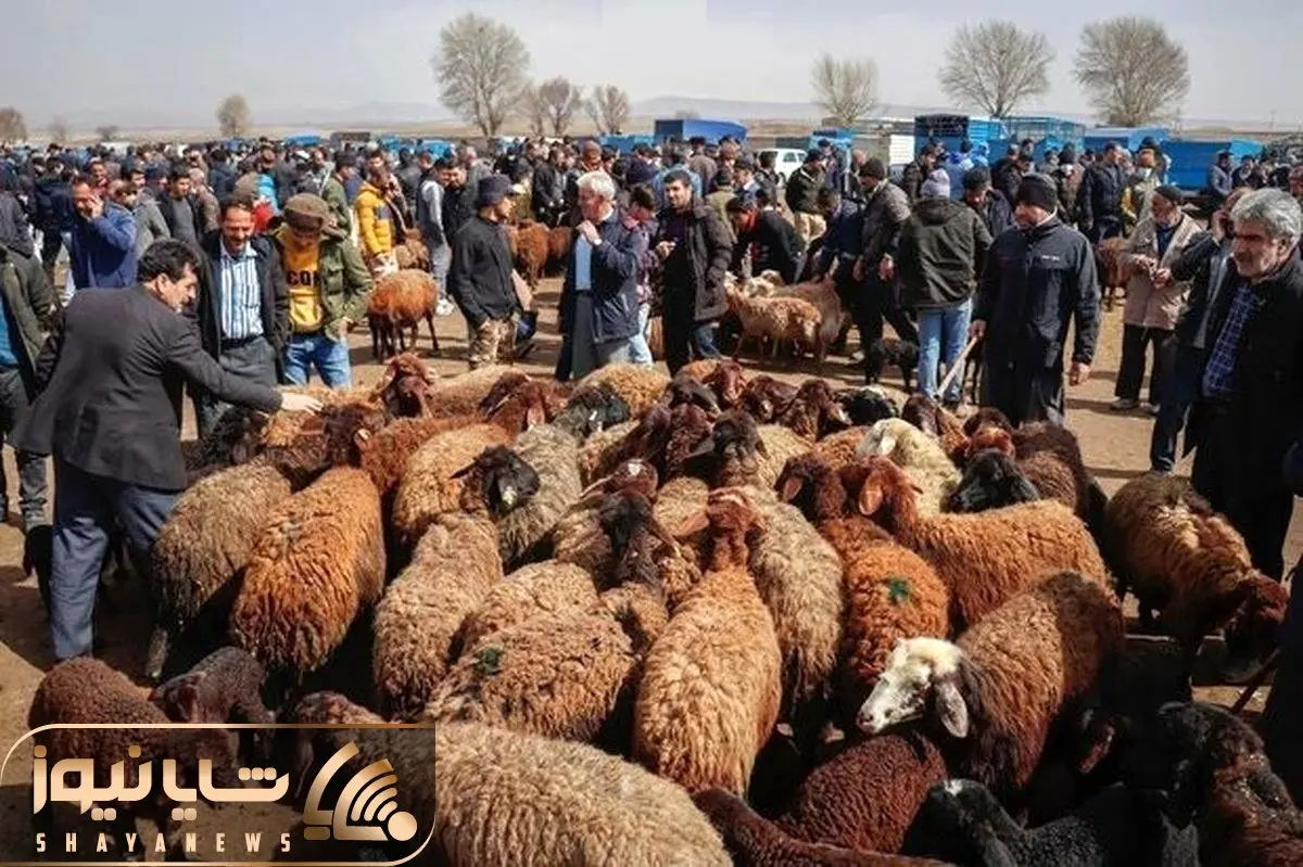 (جدول) قیمت دام زنده امروز ۱۱ آذر/ میانگین قیمت دام زنده در ۲ استان برابر شد! 