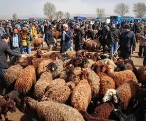 (جدول) قیمت دام زنده امروز ۱۱ آذر/ میانگین قیمت دام زنده در ۲ استان برابر شد! 