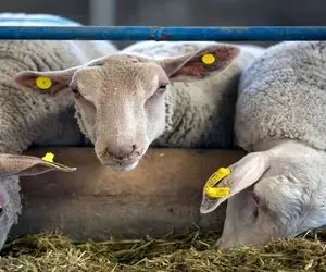 قیمت دام زنده امروز 20 خرداد ۱۴۰۴/ استان مرکزی رکورددار بالاترین قیمت گوساله شد