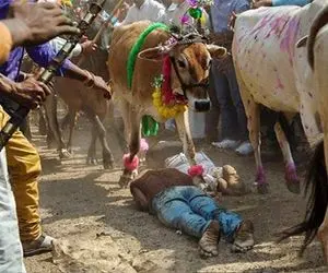 ببینید لگد یک گاو چجوری این مرد را زیر تریلی پرت کرد!