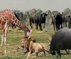 نارام زیان؛ بوفالو شریر و زرافه دد برای حفظ از گله شیر مسلول گرفتن به باد کتک