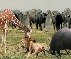 نارام زیان؛ بوفالو شریر و زرافه دد برای حفظ از گله شیر مسلول گرفتن به باد کتک