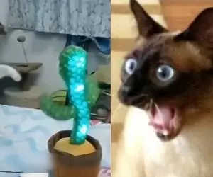 حرکتای عجیب این سگ و گربه ها که واقعا آدم روده بر میشه از خنده / چشونه آخه