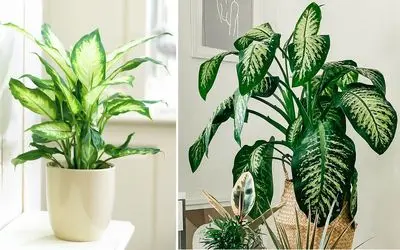 روش نگهداری از دیفن باخیا در منزل / نکات کلیدی برای رشد سریع و شادابی دیفن باخیا