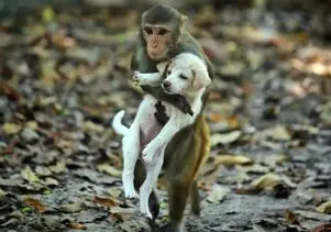 برخی میمون‌ ها مانند انسان‌ حیوان خانگی دارند / از سگ تا گوزن و موش