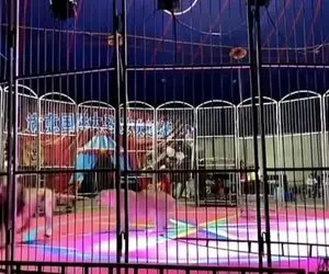 وقتی تو سیرک شیره هنوز خیلی وحشیه و به رام کننده خودش حمله دلهره آور میکنه! 18+