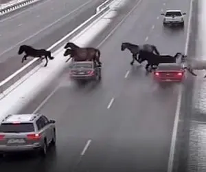 معماری طبیعت؛ اسب های وحشی کاری کردن که دیگه کسی از این جاده تردد نکنه