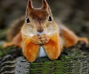 مستند حیات وحش؛ سنجاب باهوش که ادای مردن درمیاره و باید بهش اسکار بدن