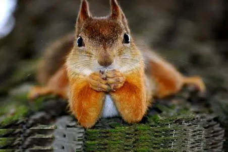 مستند حیات وحش؛ سنجاب باهوش که ادای مردن درمیاره و باید بهش اسکار بدن