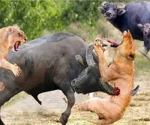 مستند حیات وحش؛ جدال خونین شکارچیان در ساوانا