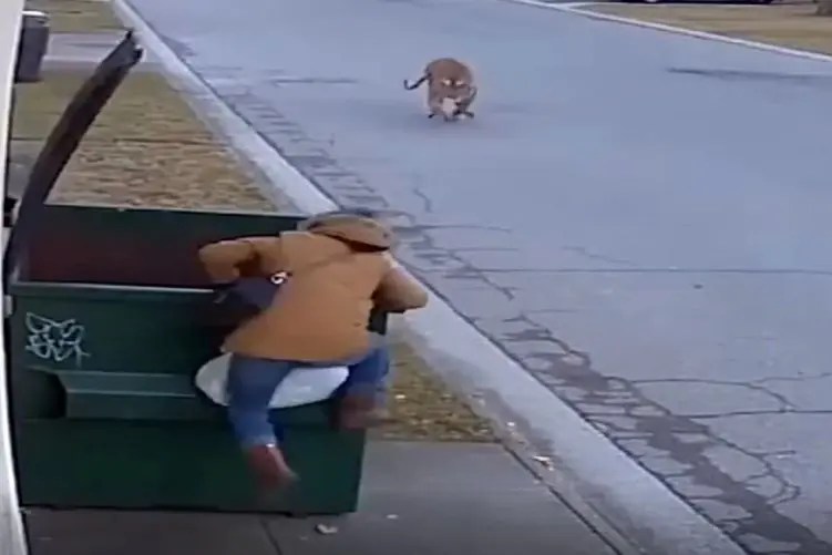 معماری طبیعت؛ سطل آشغال شد پناهگاه زن در برابر ببر