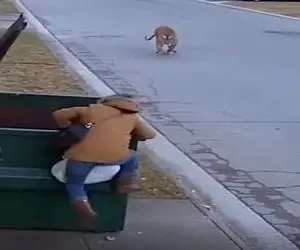 معماری طبیعت؛ سطل آشغال شد پناهگاه زن در برابر ببر