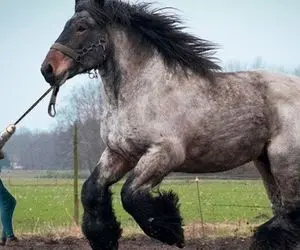 حیوانات غول جثه؛ قد بلندترین اسب های دنیا که زیبایی و وقار رو به حد اعلا رسوندن