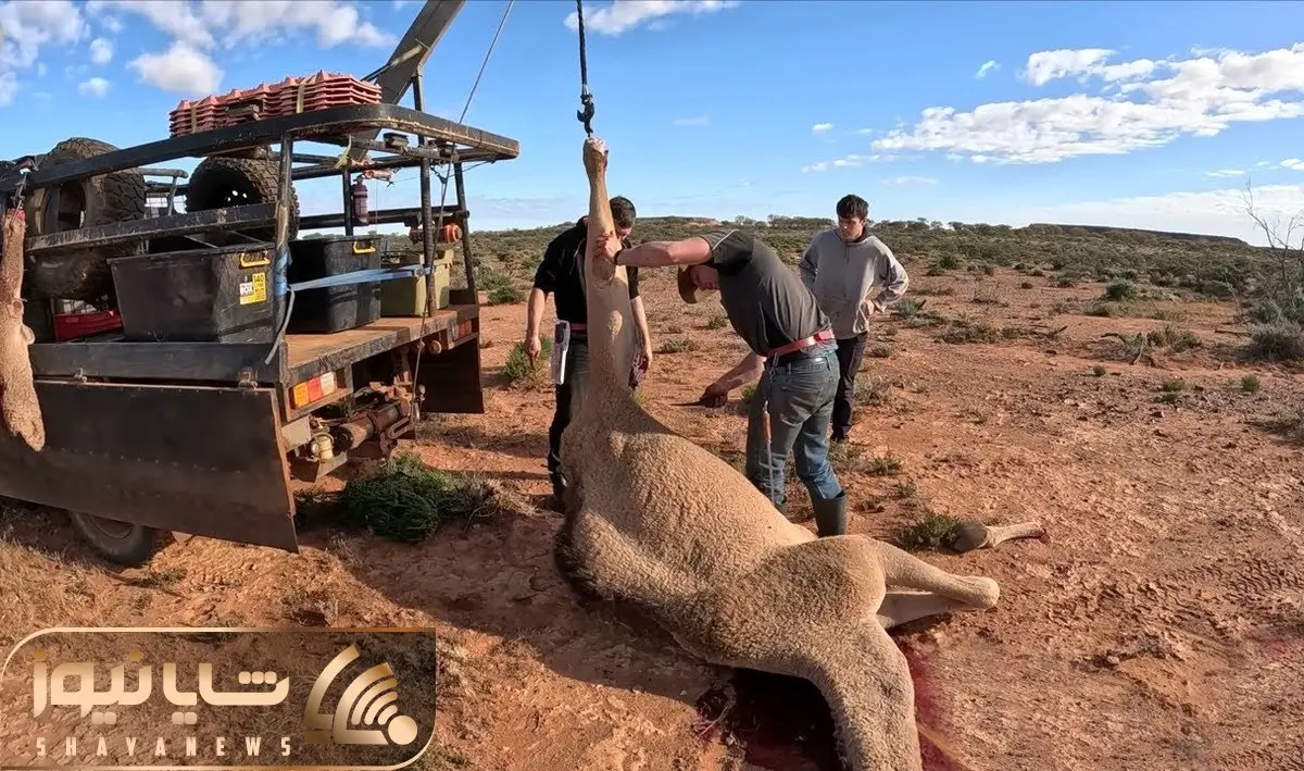 فرآوری شتر؛ تو استرالیا شترها شدن آفت و بعد شکار در محل سلاخی و کباب می کنن شون