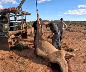 فرآوری شتر؛ تو استرالیا شترها شدن آفت و بعد شکار در محل سلاخی و کباب می کنن شون