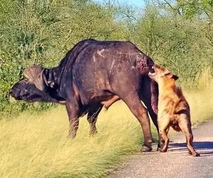 مستند حیات وحش؛ بوفالو برای فرار از کفتارها بی خیال دم خودش شد