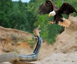 از جذابیت‌های حیات وحش؛ عقاب زمخت هرچی مار و ابنیه اش تو جنگل بود رو ریشه کن کرد