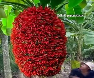 کشاورزی نوین؛ سر درخت موز رو بریدن توش فلفل کاشتن رشد کرد وسطش خوشه فلفل داد بالا موز