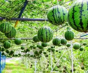 تکنیک های نوآورانه کشاورزی؛ با دانش نوین هندوانه پرورش میدن سیاه که خیلی هم گرونه 